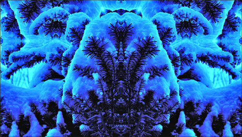 Snowy Yew, From Kara's Taxus with Snow (Yew)