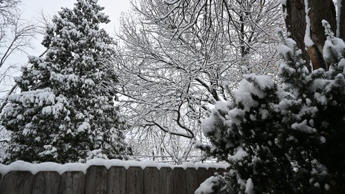 Snow on Trees, Taxus and Fence, 