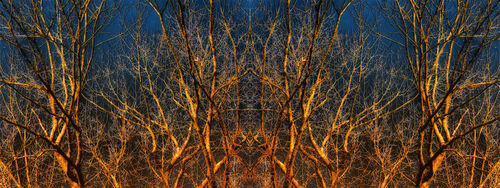 Golden Treetops