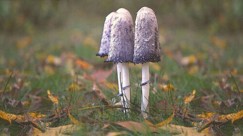 mushroom 02 (shaggy mane)