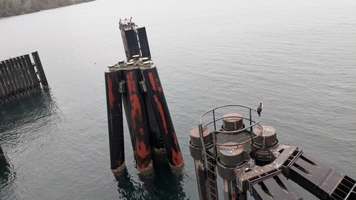 Bollards And Birds, Bollards with birds. Birds on bollards.