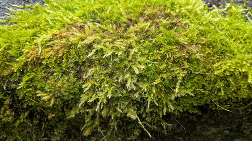 Moss on stonework 
