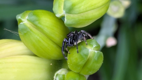 Jumping Spider Face